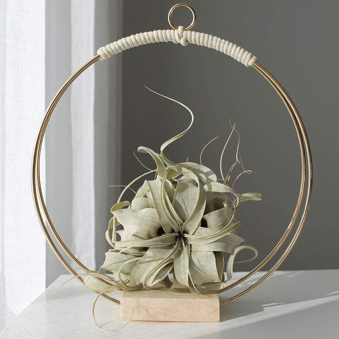 Sophie LeBlanc Art Plant Hanger