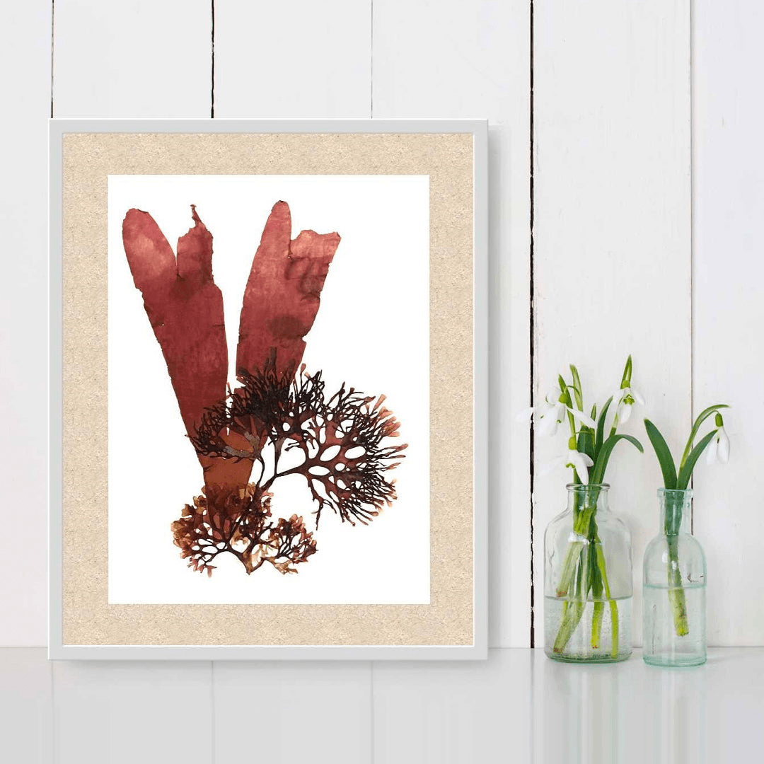 Subtidal Creations Co. POW Ocean Bouquet - Pressed Algae Print
