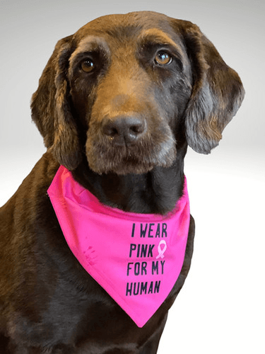 Sweep Style Pet Scarves