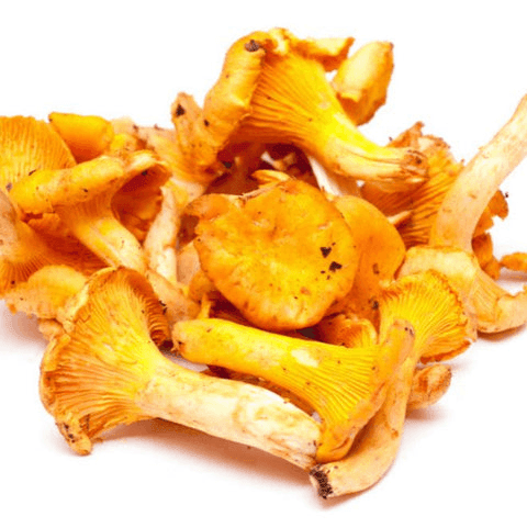 The Makers Way Foraging - Chanterelles