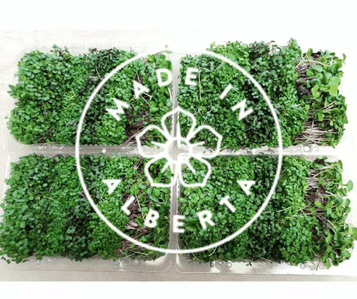 Nose Hill Farm Fresh Microgreens and Microgreens Powder