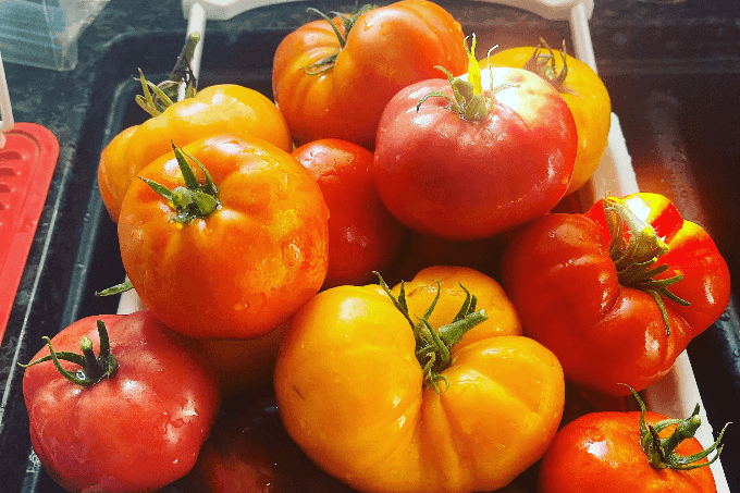 Eden Edibles Juicy Tomato Varieties
