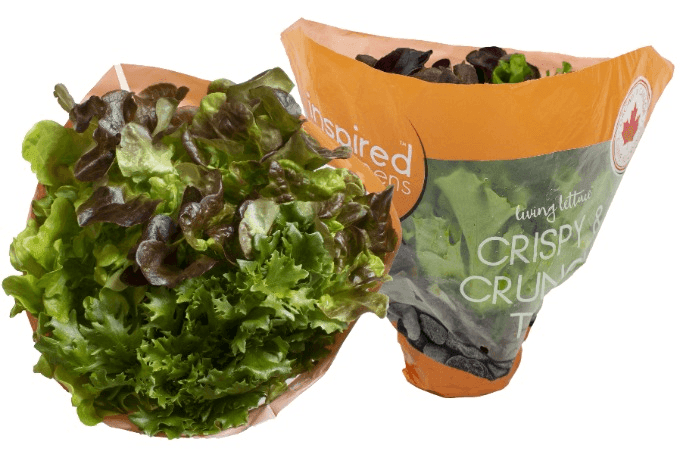 Inspired Greens Living Lettuce