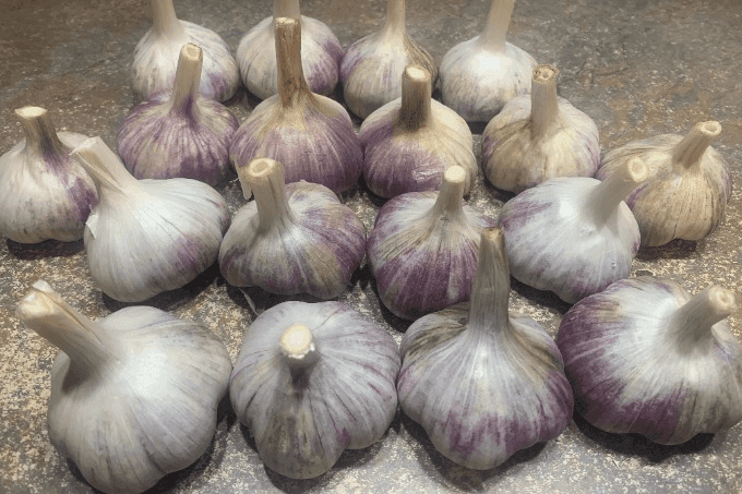Wild Country Gardens Garlic
