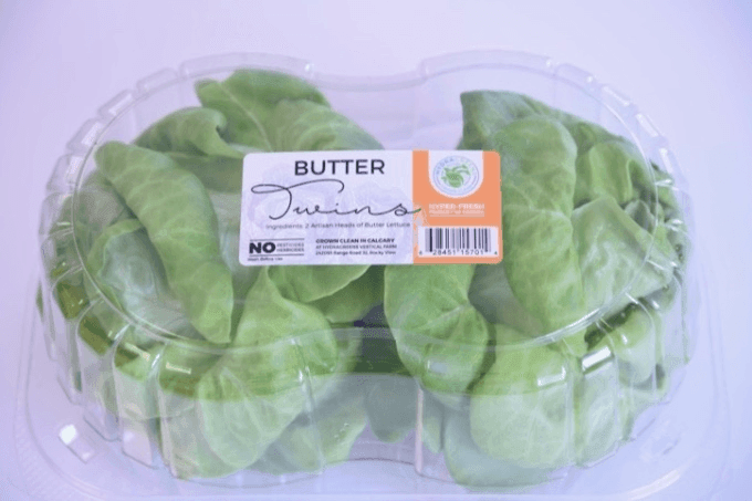 Hydragreens Assorted Living Lettuce