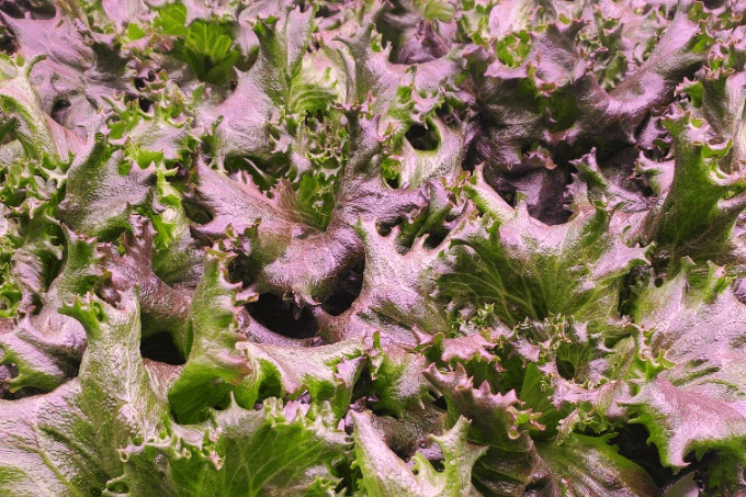 Akamihk Fresh Living Red Leaf Lettuce