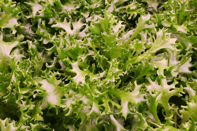 Akamihk Fresh Living Green Leaf Lettuce