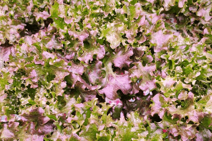 Akamihk Fresh Living Multi Colour Lettuce