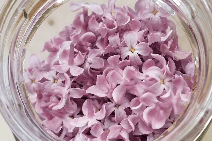 YYC Beeswax Lilac Honey