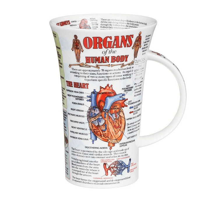 Dunoon Glencoe, Organs of the Human Body