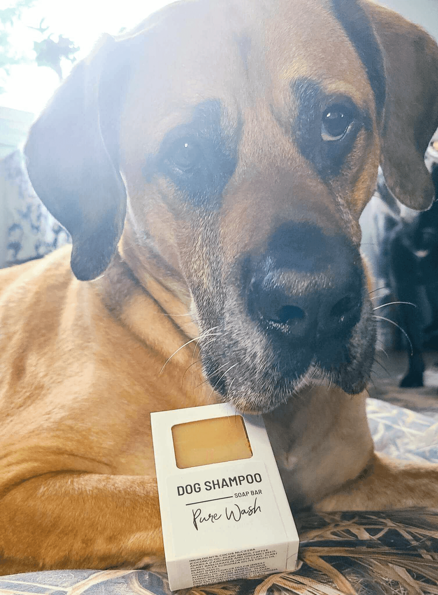 Pure Wash Pet Shampoo Bar with Neem Oil
