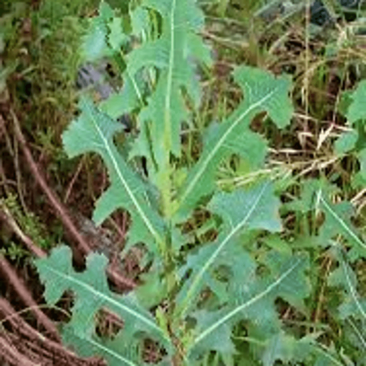 Pure Wash Wild Lettuce Tincture