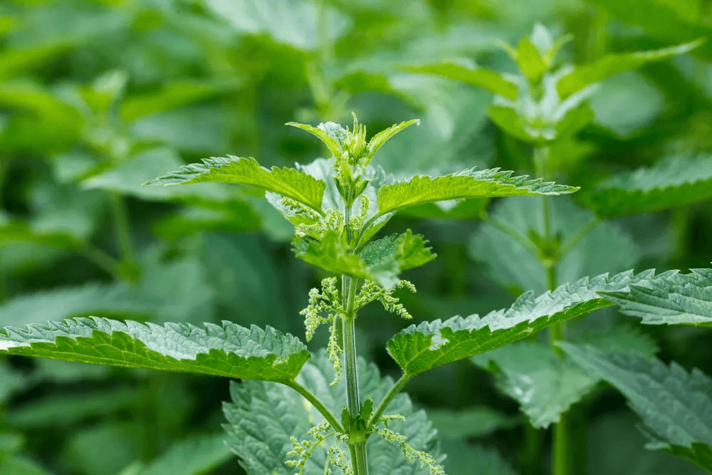 Pure Wash Nettle Tincture