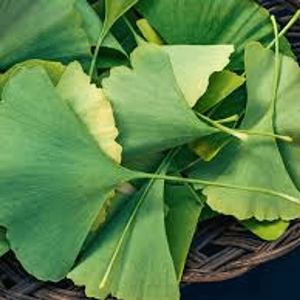 Ginkgo Tincture
